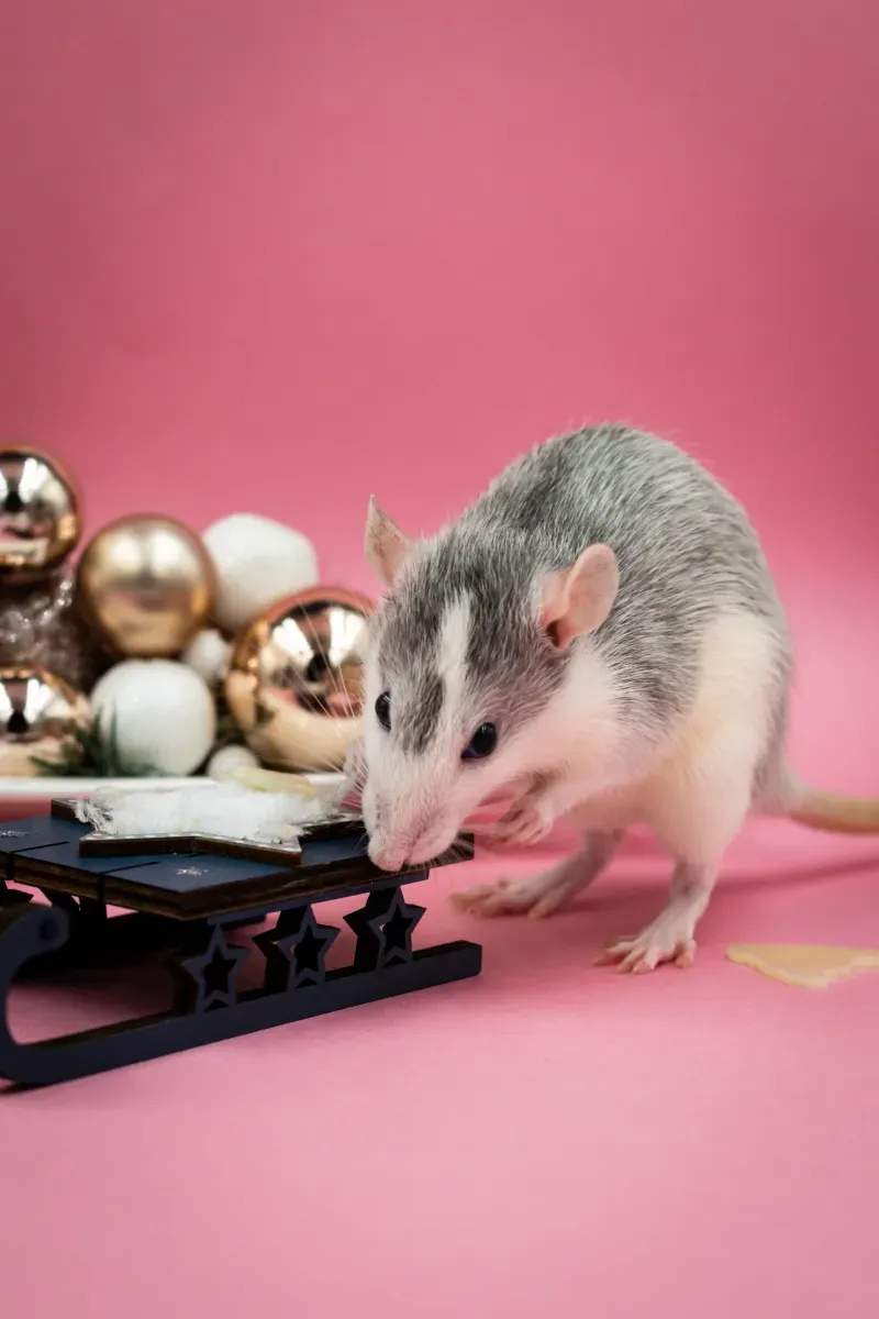 春から始めるハムスターの快適なお部屋づくり